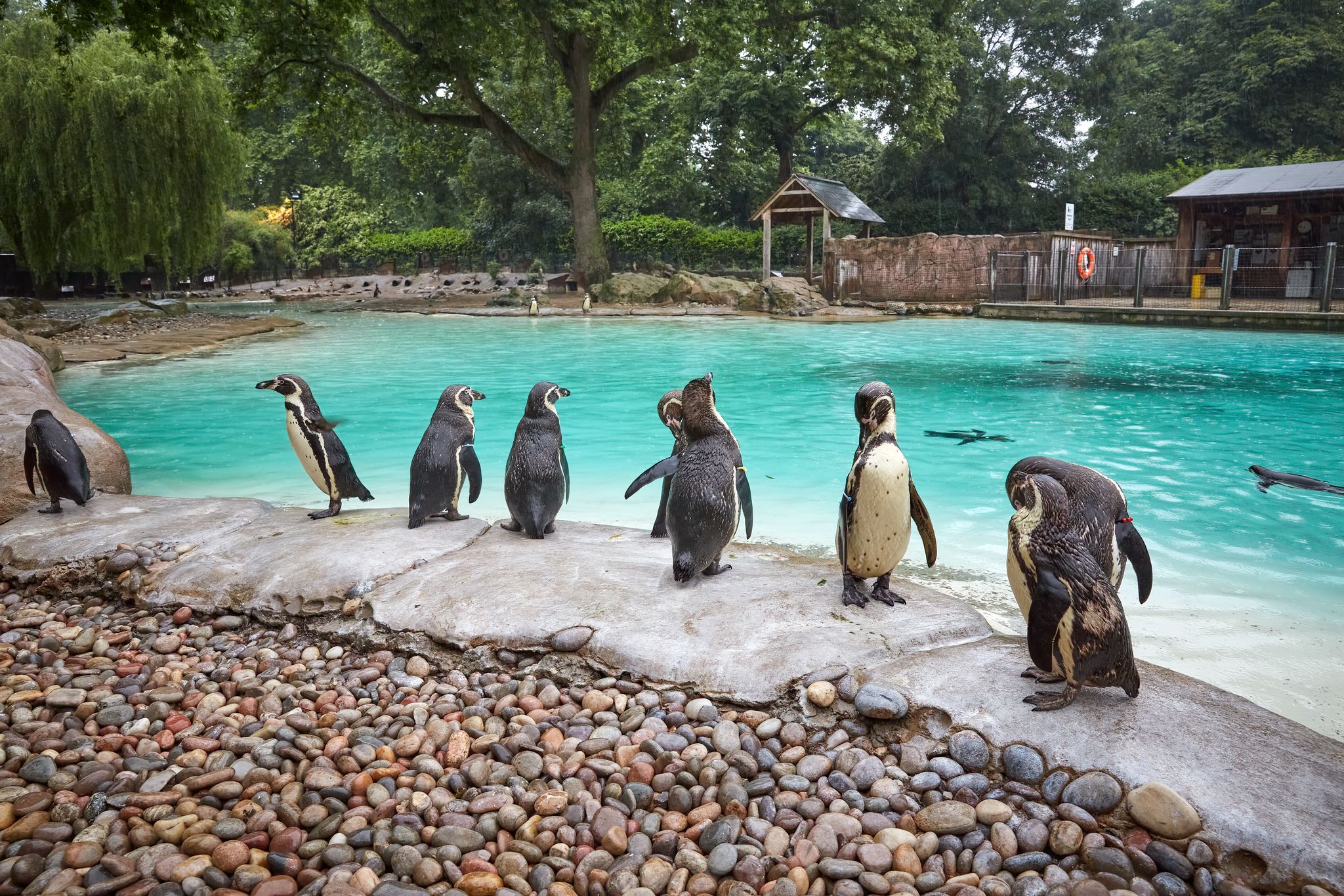 London Zoo travel guide