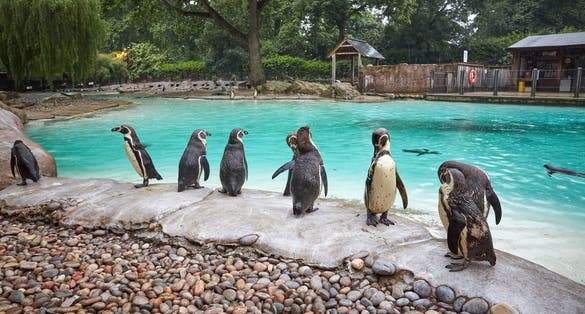 Photo of Penguins at London zoo, UK.