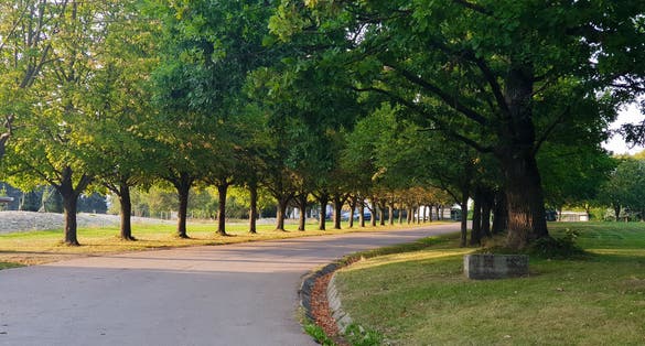 Photo of the road with green trees and grass at the side. Beautiful unspoiled nature in Tallinn Zoo, Estonia.
