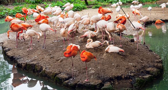 Photo of Flamingos in Hellabrunn Zoo in Munich, Germany.