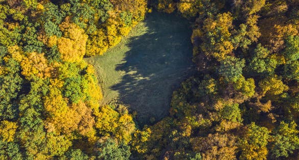 Photo of Top view of a forest clearing from a drone. Aerial shot, autumn wood, heart shaped meadow .