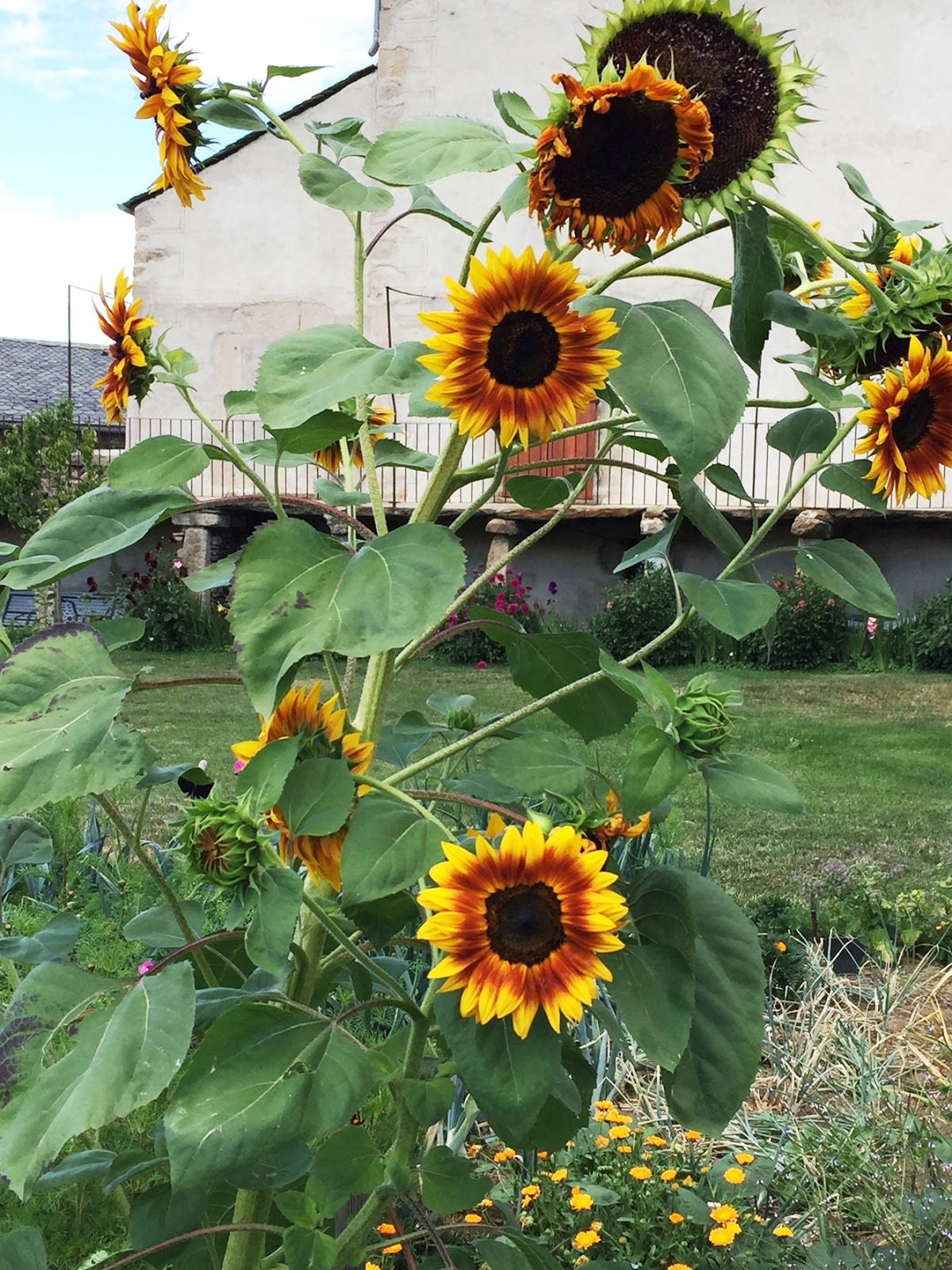 Musée de Cerdagne, Sainte-Léocadie, Prades, Pyrénées-Orientales, Occitania, Metropolitan France, France