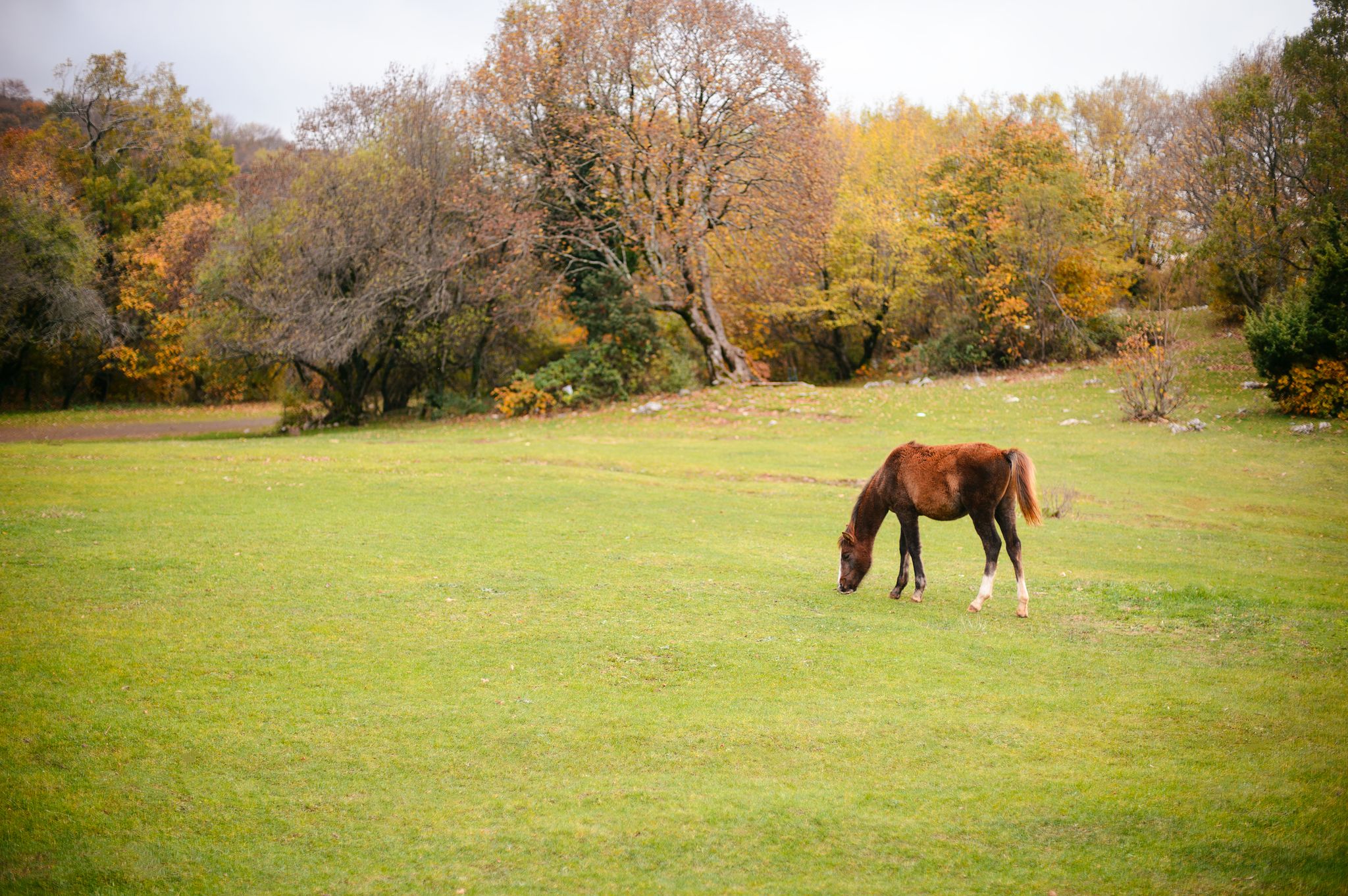 Photo of  young horse walking in a green valley in Dajti Mountain national park in autumn nature scenery.