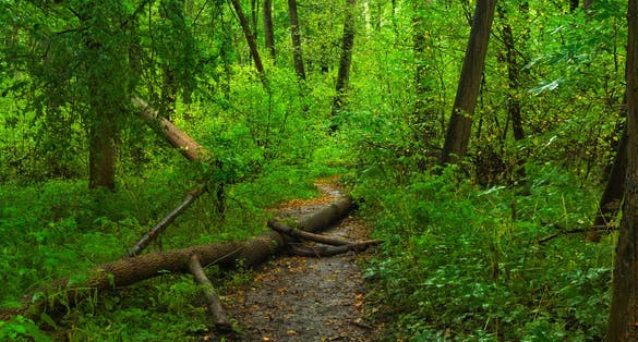 Photo of Forest footpath in Rezavka nature reservation near city center of Ostrava, Czechia.