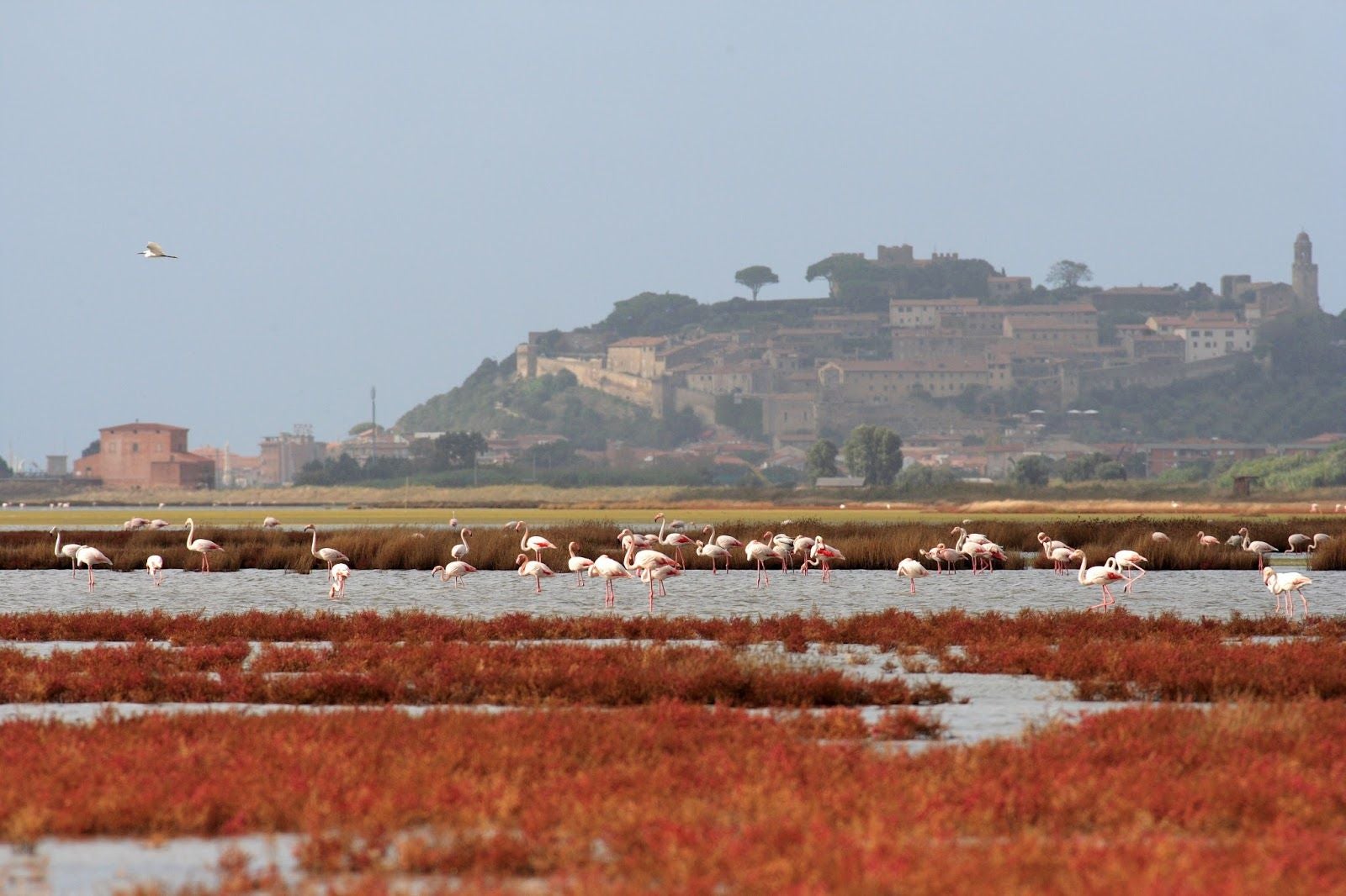 Natural Reserve Diaccia Botrona, Castiglione della Pescaia, Grosseto, Tuscany, Italy