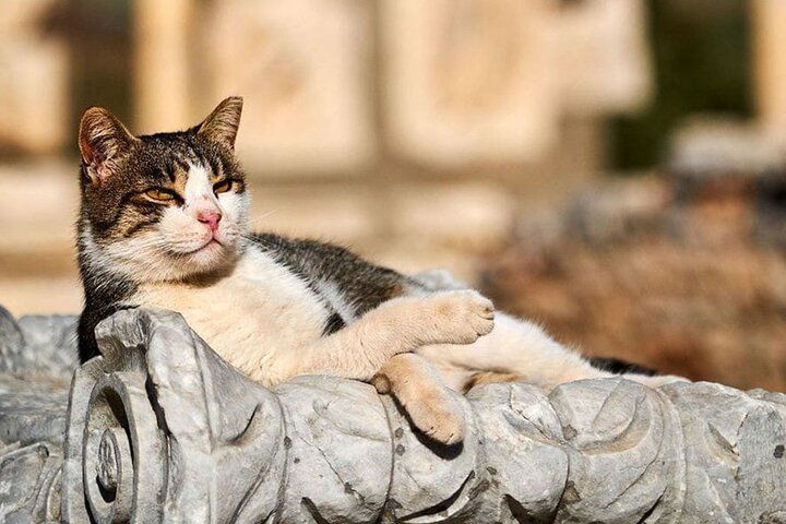 Daily Ephesus and Virgin Mary House Tour with Lunch Included