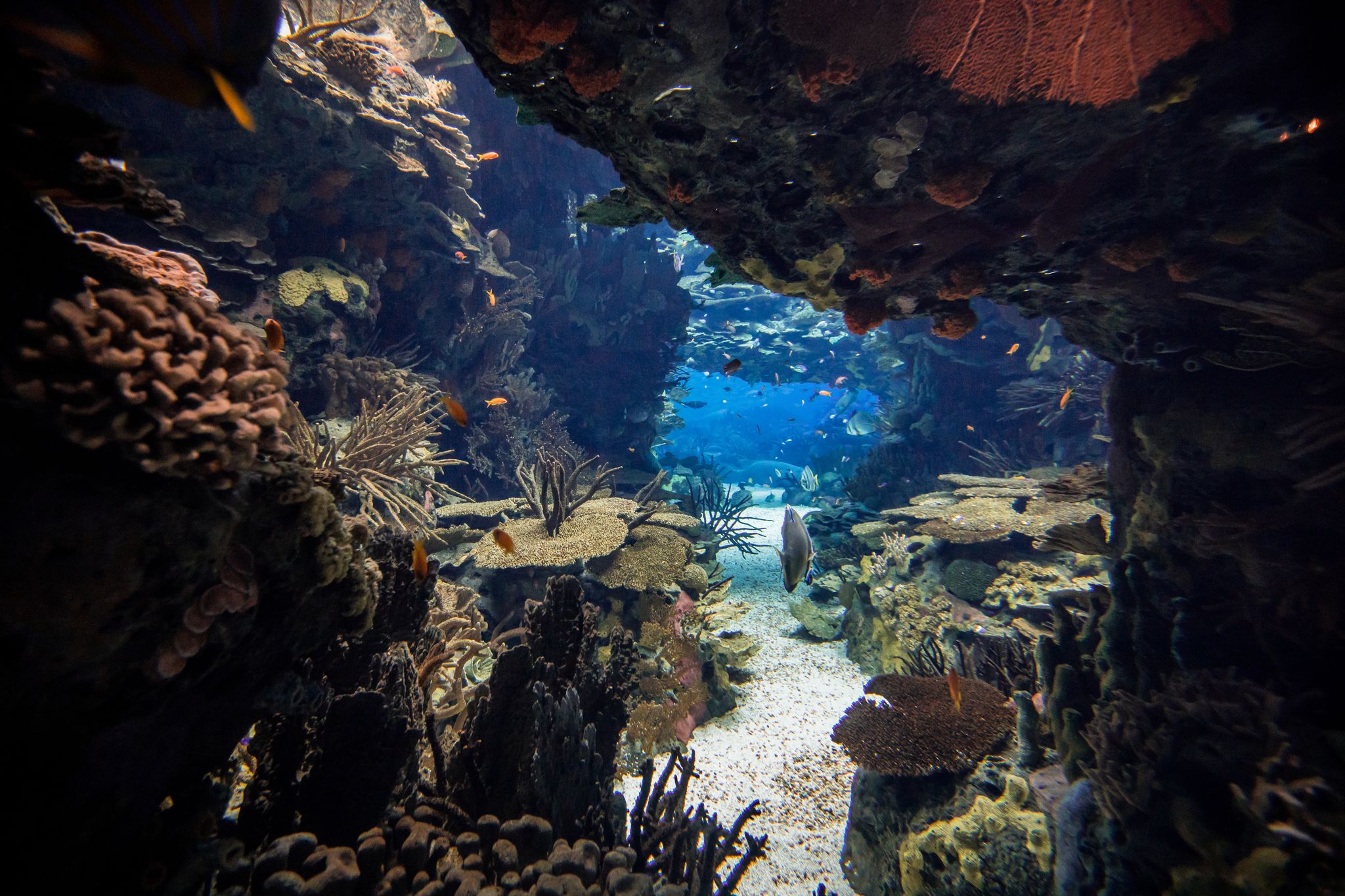 Photo of the big Lisbon oceanarium (aka Oceanario de Lisboa) building on pier in an artificial lagoon at Tagus river, Portugal.