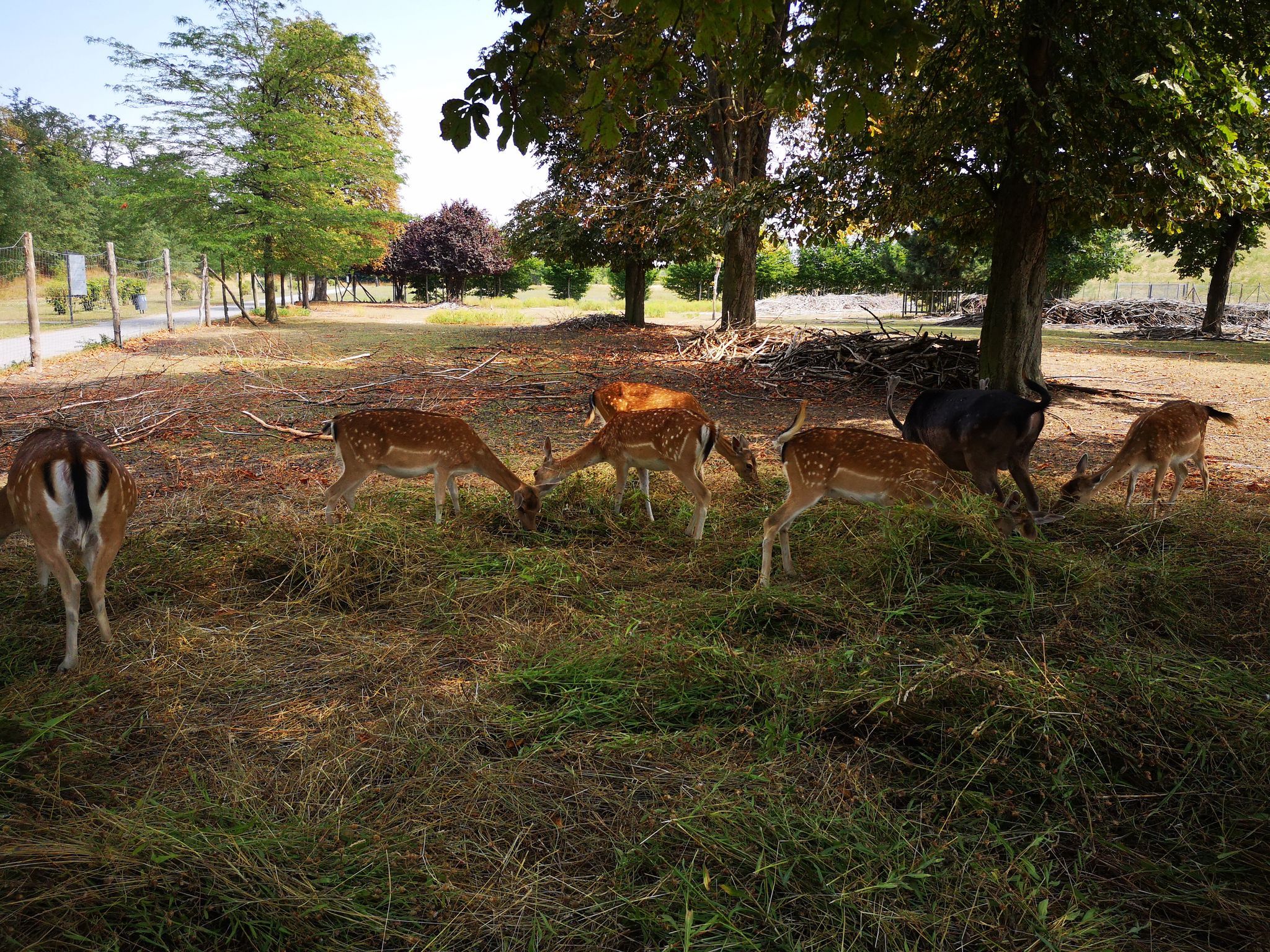 deer in Elbauenpark Magdeburg, Germany
