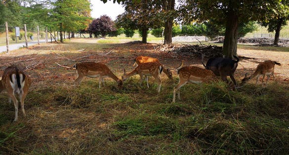 deer in Elbauenpark Magdeburg, Germany
