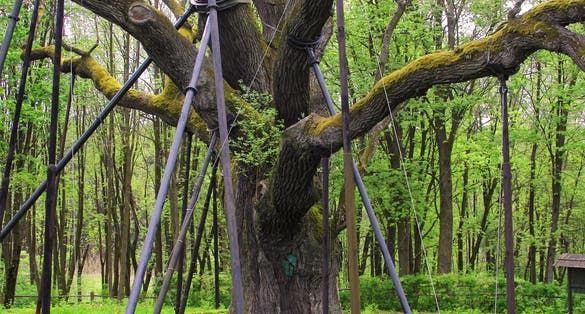 The oldest tree in Poland, one thousand year old Oak Bartek with huge scaffolding supporting its branches