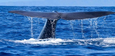 Madeira: Responsible Whales and/or Dolphins Watching Tour