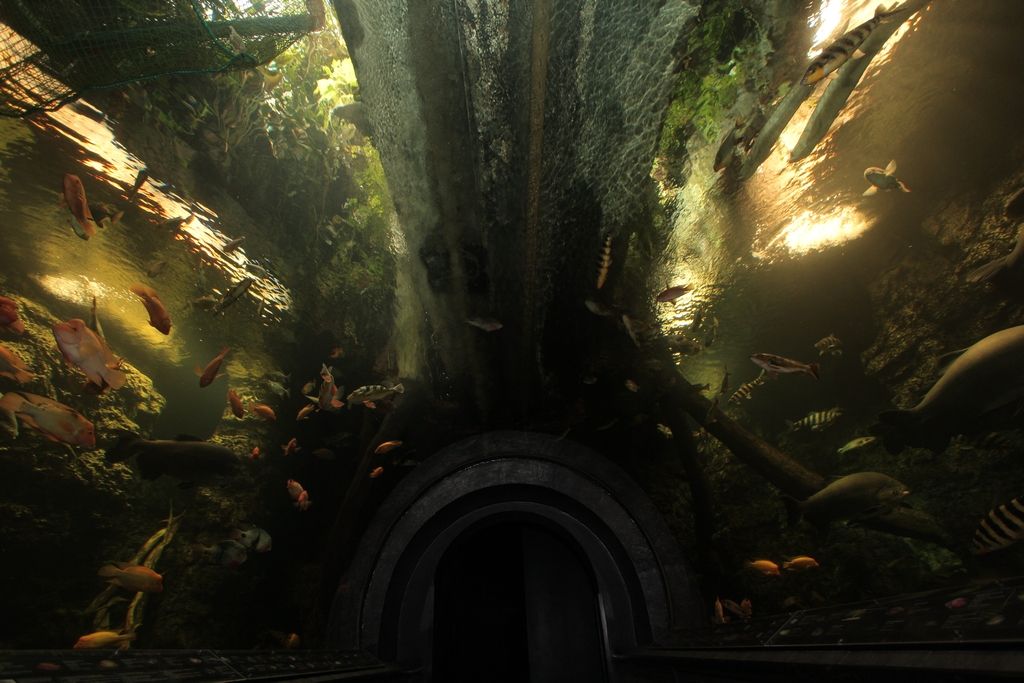 Obří akvárium, Pražské Předměstí, Hradec Králové, okres Hradec Králové, Královéhradecký kraj, Northeast, Czechia