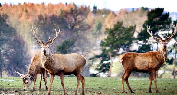 A walk around Chatsworth House estate led us upon these magnificent creatures.