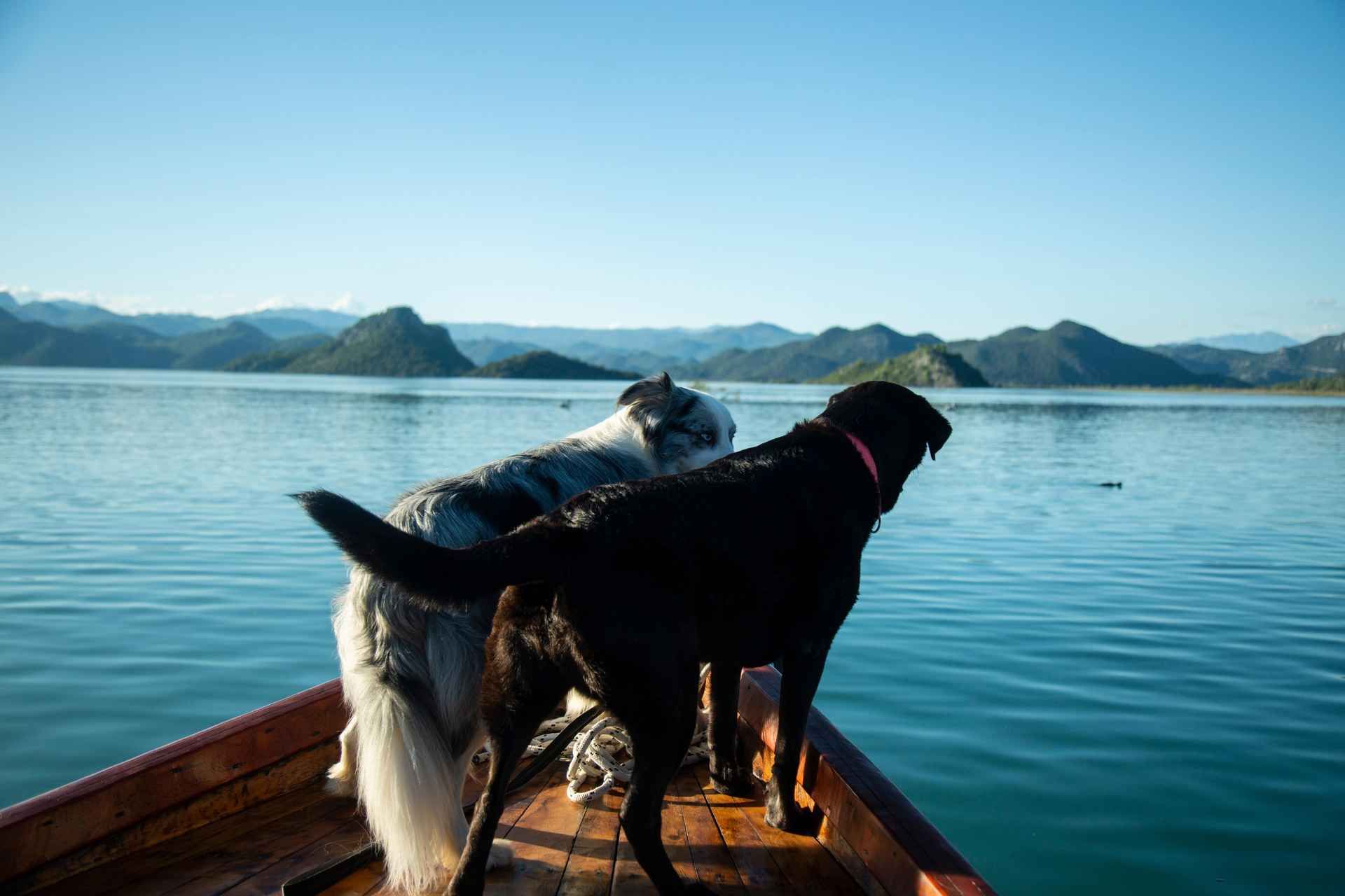 Virpazar: Historical & Nature Boat Adventure on Lake Skadar
