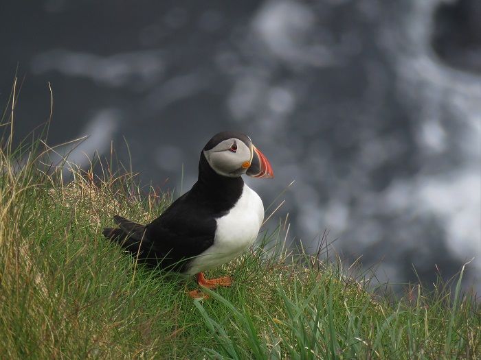 RSPB Rathlin West Light Seabird Centre, Kebble, County Antrim, Northern Ireland, United Kingdom