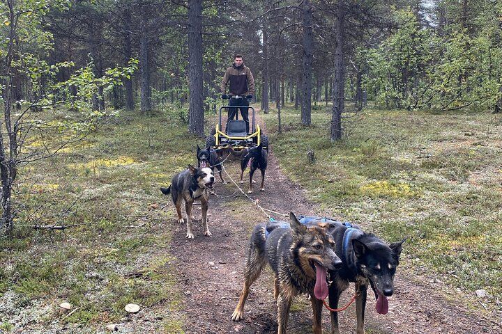 Autumn Husky Sit and Drive Cart Tour from Kiruna