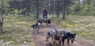 Autumn Husky Sit and Drive Cart Tour from Kiruna