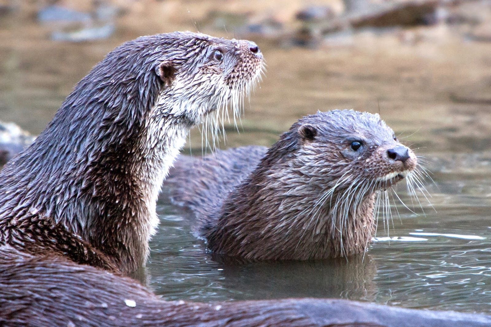 New Forest Wildlife Park, Denny Lodge, New Forest, Hampshire, South East England, England, United Kingdom