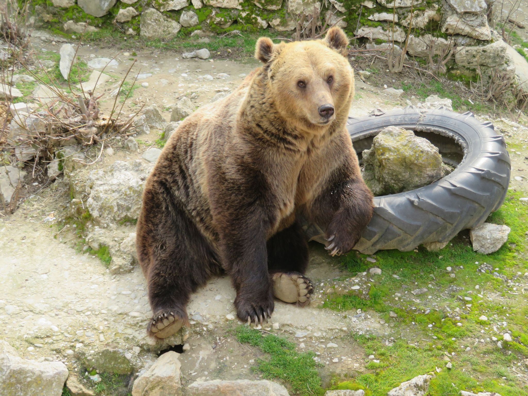 Photo of Bear in Skopje zoo, Macedonia.