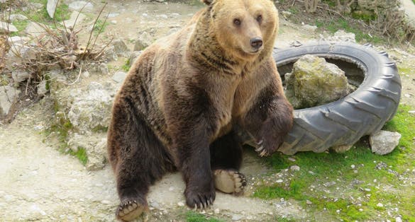 Photo of Bear in Skopje zoo, Macedonia.