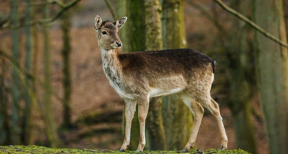 Photo of female Deer in a beautiful Marselisborg Deer Park, Aarhus, Denmark.