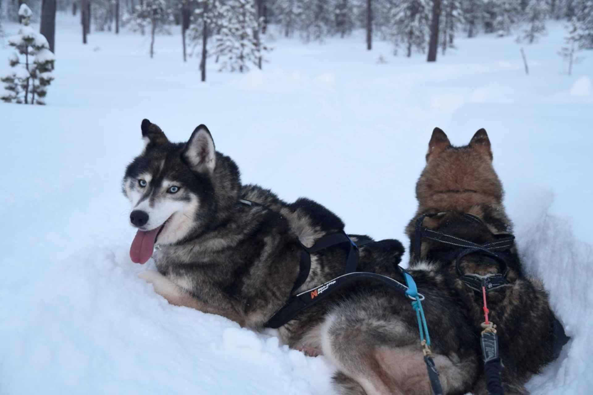 Ivalo - Saariselkä: Husky Walk in the Wilderness