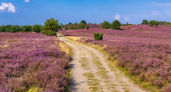 photo of view of The Lueneburg Heath Nature Park (German: Naturpark Lüneburger Heide) near Oberhaverbeck in Lower Saxony, Germany.