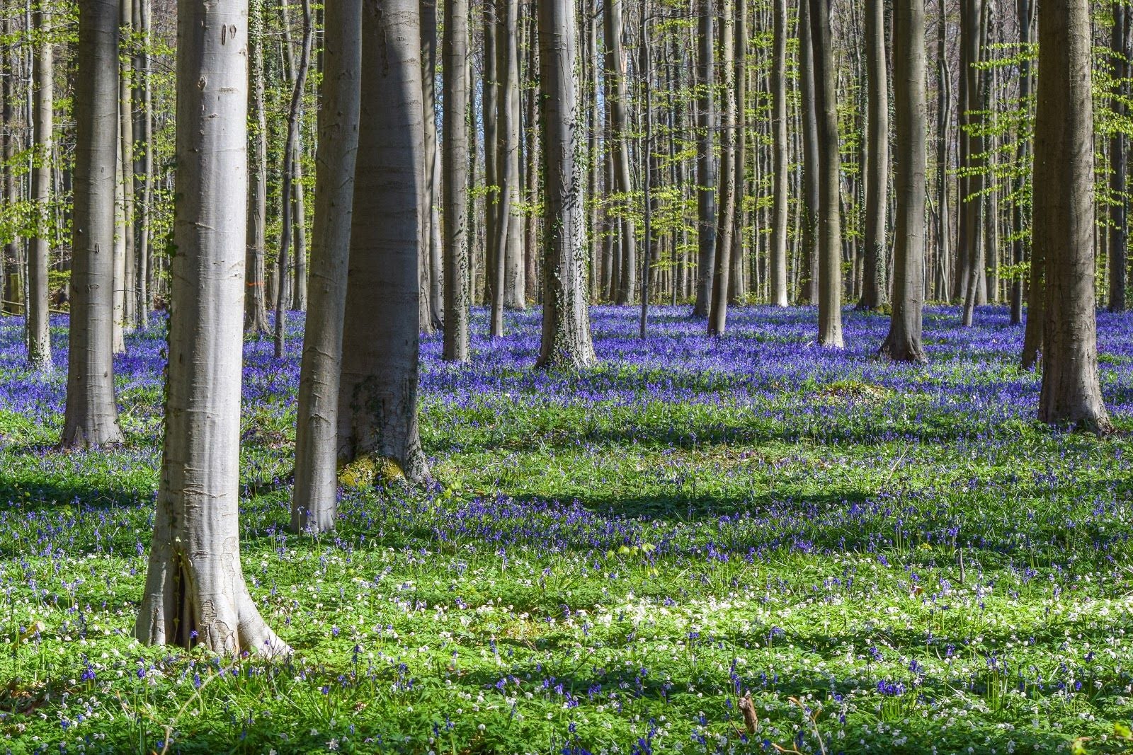 Hallerbos