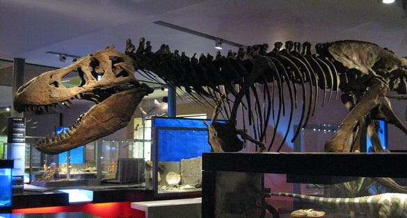 Photo of the Great North Museum: Hancock is a museum of natural history in Newcastle upon Tyne, England.