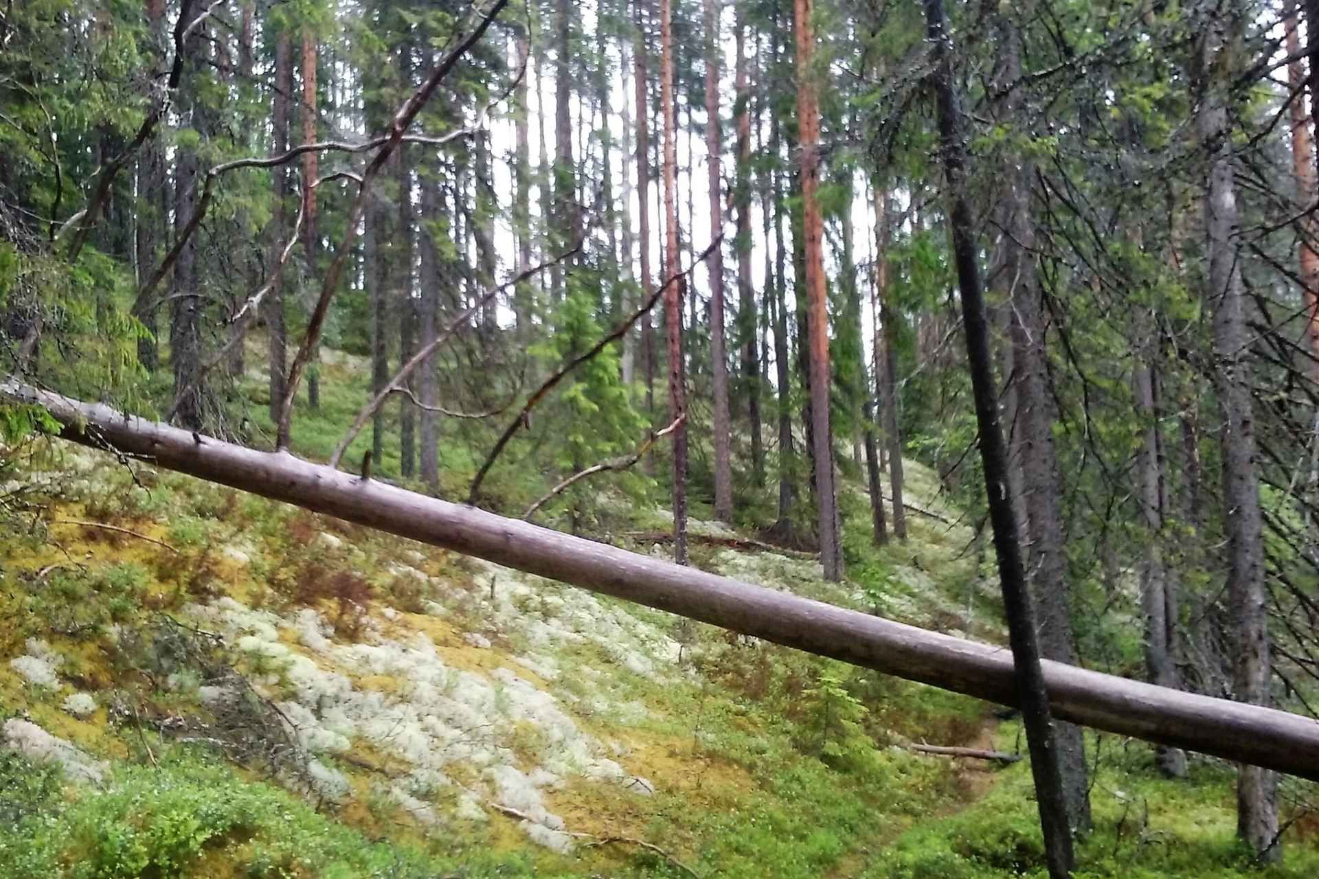 Lahti Guided Hiking Tour to Kalliojärvi Lake