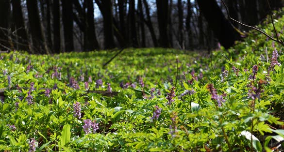 Photo of Spring walk through the forest, through which the brook leads and the beautiful "Rezavka" nature trail, Ostrava, Czechia.