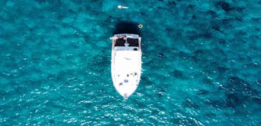 Las Galletas: Whale & Dolphin Tour with Local Skipper