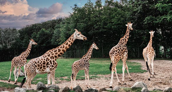 Photo of Giraffes walking and running in Aalborg Zoo, Denmark.