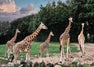 Aalborg Zoo travel guide