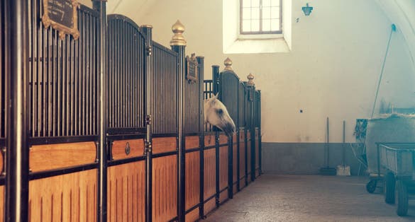 Photo of a horse in Lipica stud farm, Slovenia.