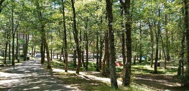 Tree and Slide Adventure in Lamas de Mouro at PNPG
