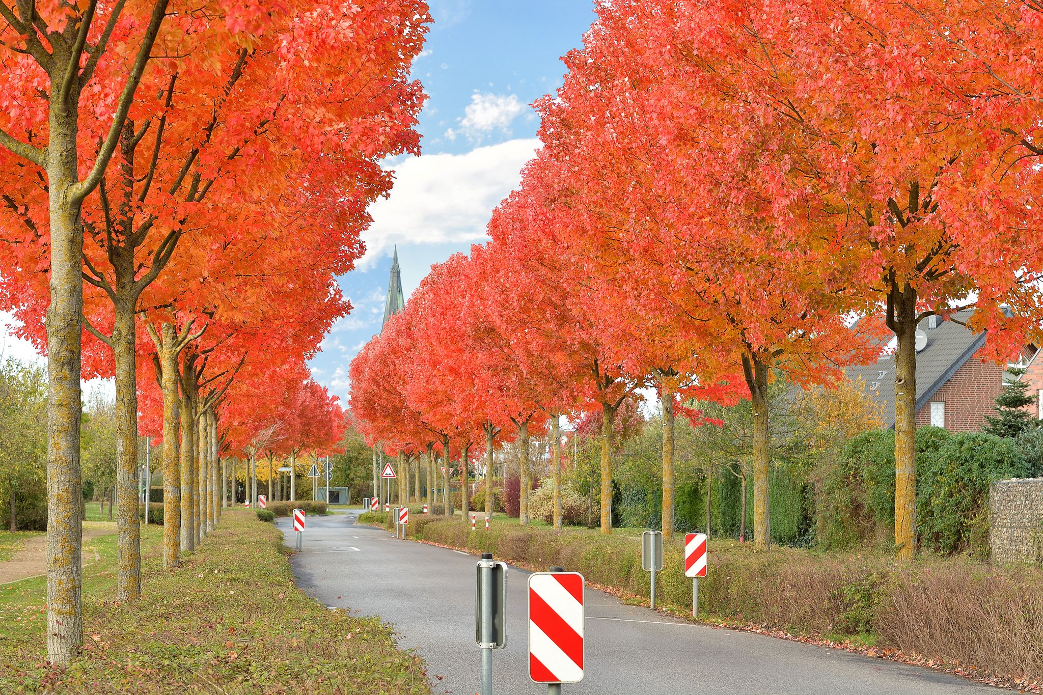 City autumn landscape. A road framed by red trees. Alley of red autumn maples. Road signs warning of narrowing of the road. Viersen - Dülken, Nordrhein Westfalen, Germany.