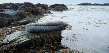 Isafjordur and Westfjords Private Day Tour