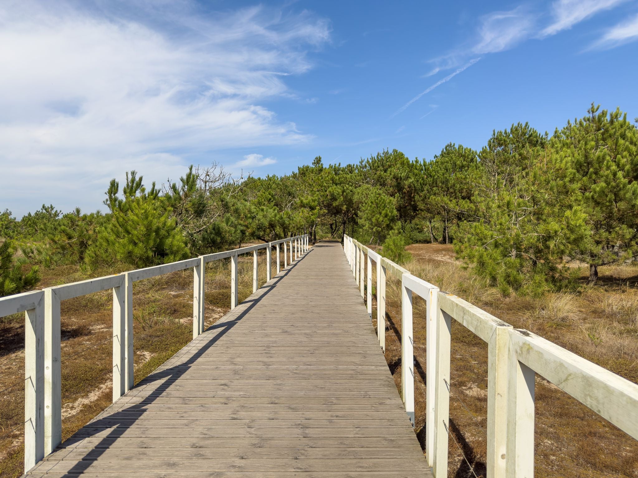 A wood pedestrian and cycling walkways, build over a sand dune and cross the forest that is used to give beach access in Esposende beaches. North coast ecovia, Esposende, Portugal, Europe.