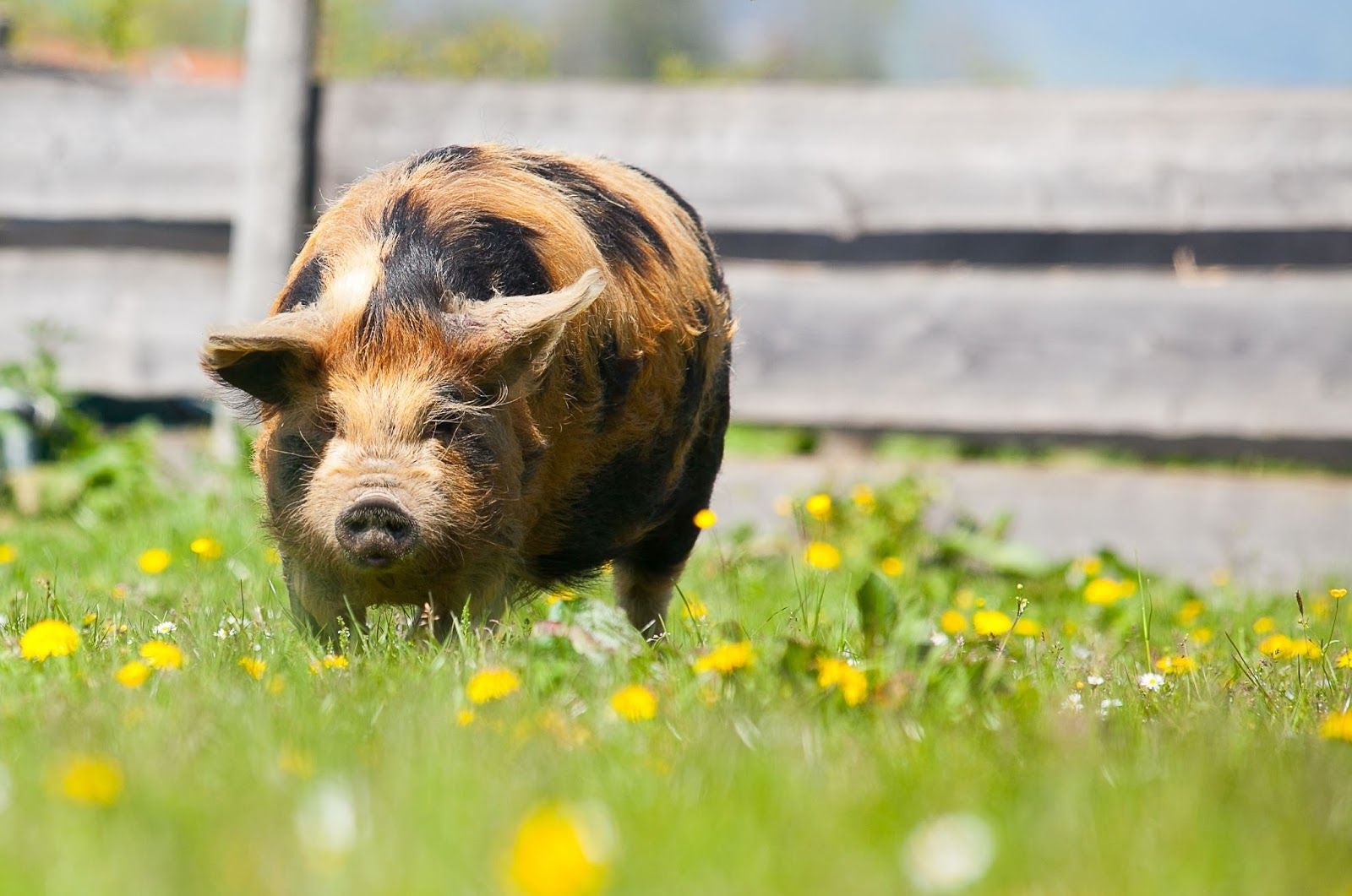Gut Aiderbichl Henndorf, Henndorf am Wallersee, Flachgau, Salzburg, Austria