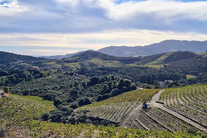 Wine Tour in Roussillon: Picnic & Tasting Day 