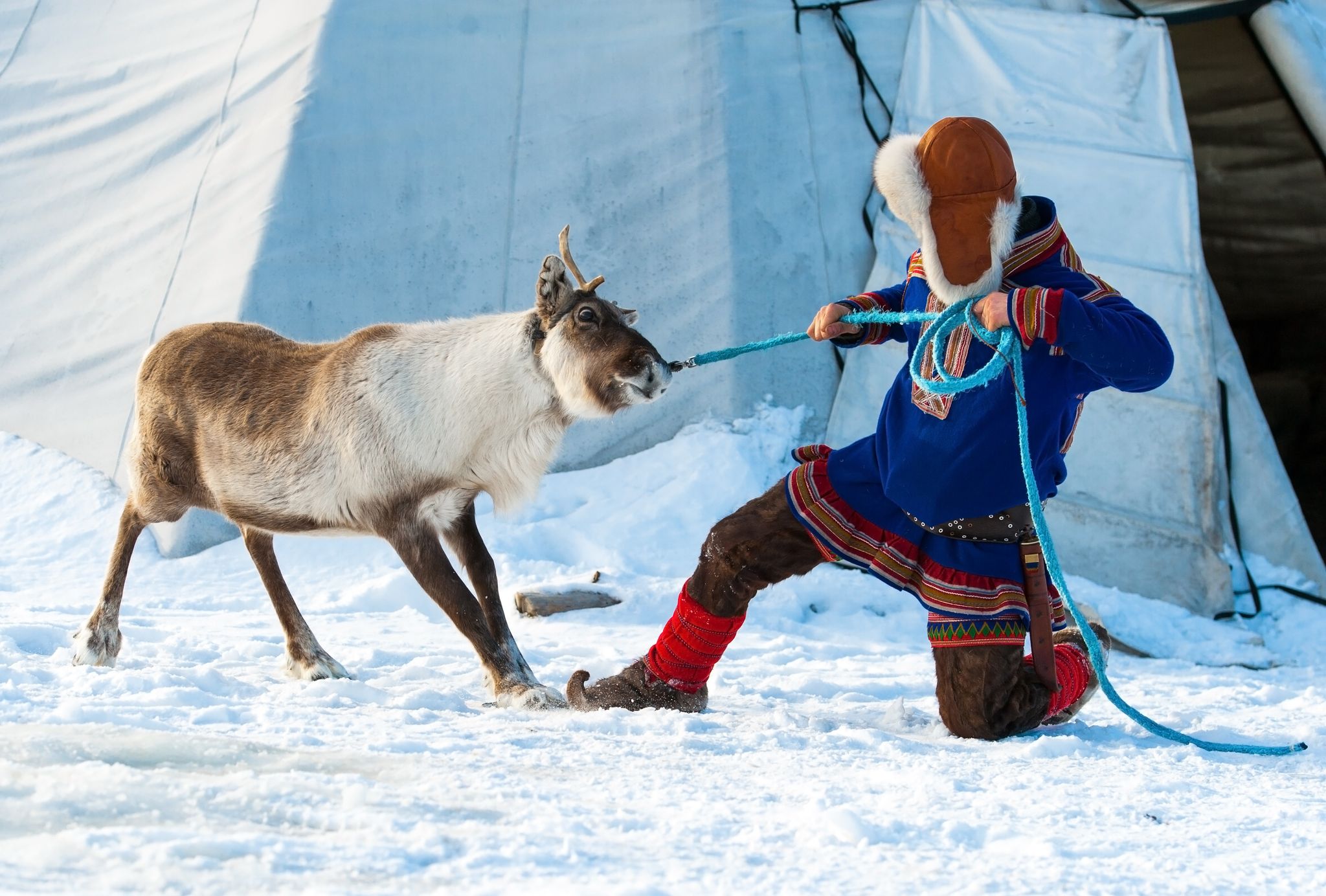 Sami herder pulling a reindeer..jpg