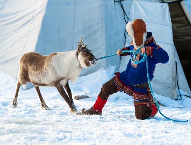 Sami herder pulling a reindeer..jpg