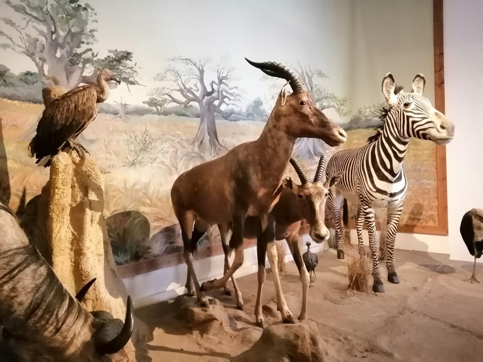 Muséum d'Histoire Naturelle, Bourges, Cher, Centre-Loire Valley, Metropolitan France, France