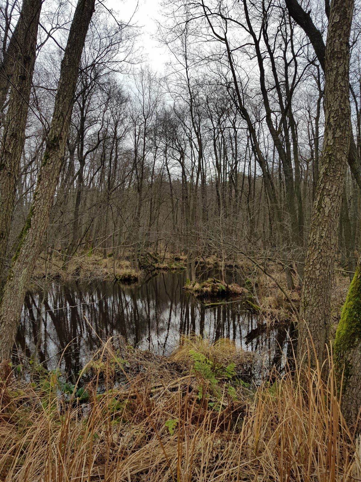 Schorfheide-Chorin Biosphere Reserve, Parlow-Glambeck, Friedrichswalde, Joachimsthal (Schorfheide), Barnim, Brandenburg, Germany