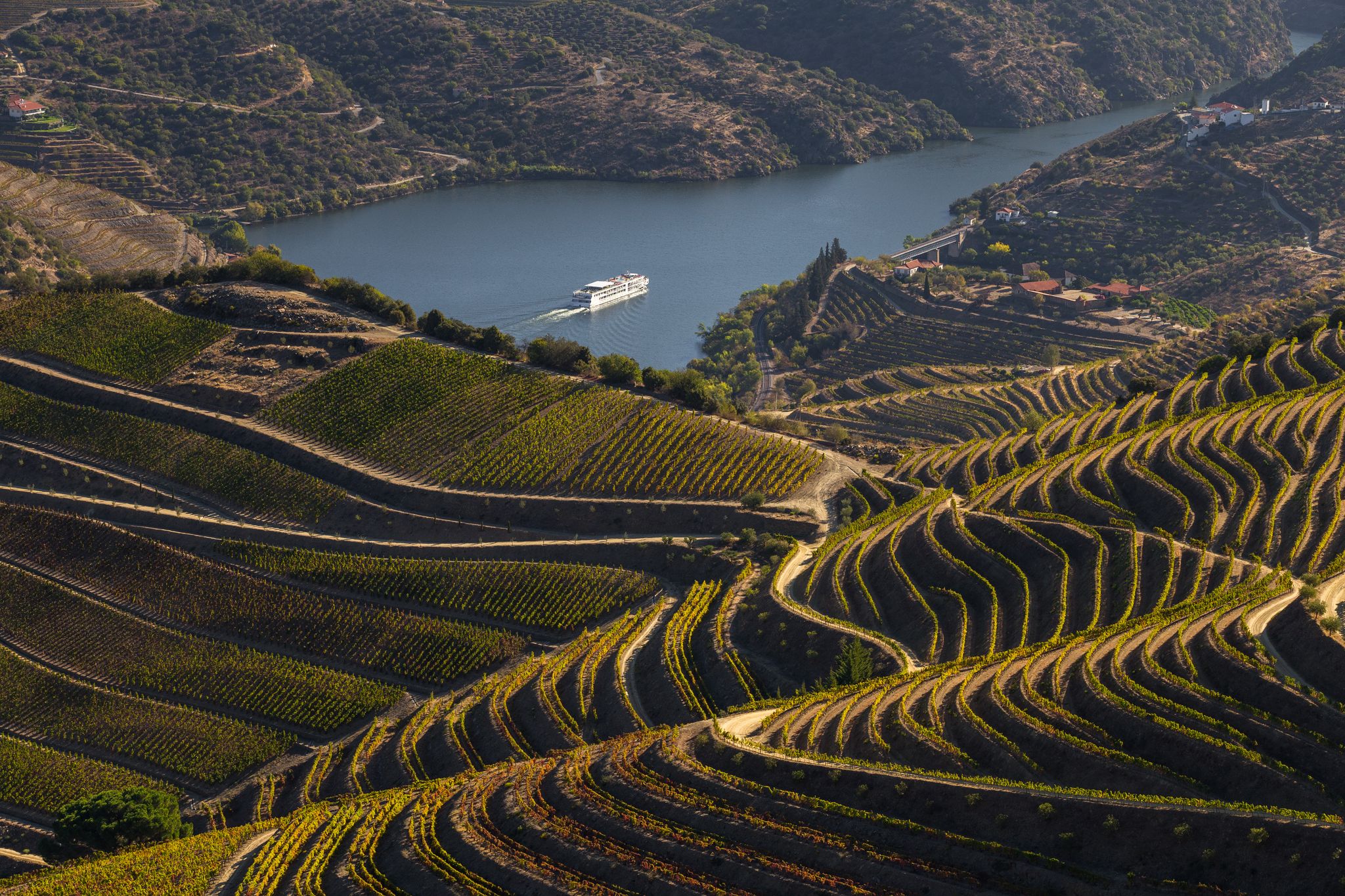 UNESCO World Heritage, the beautiful endless lines of Douro Valley Vineyards, in Sao Joao da Pesqueira, Viseu, Portugal.