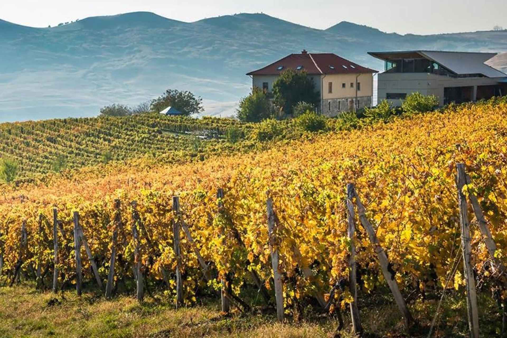 From Bucharest: Exclusive Dealu Mare Wine Tasting Tour