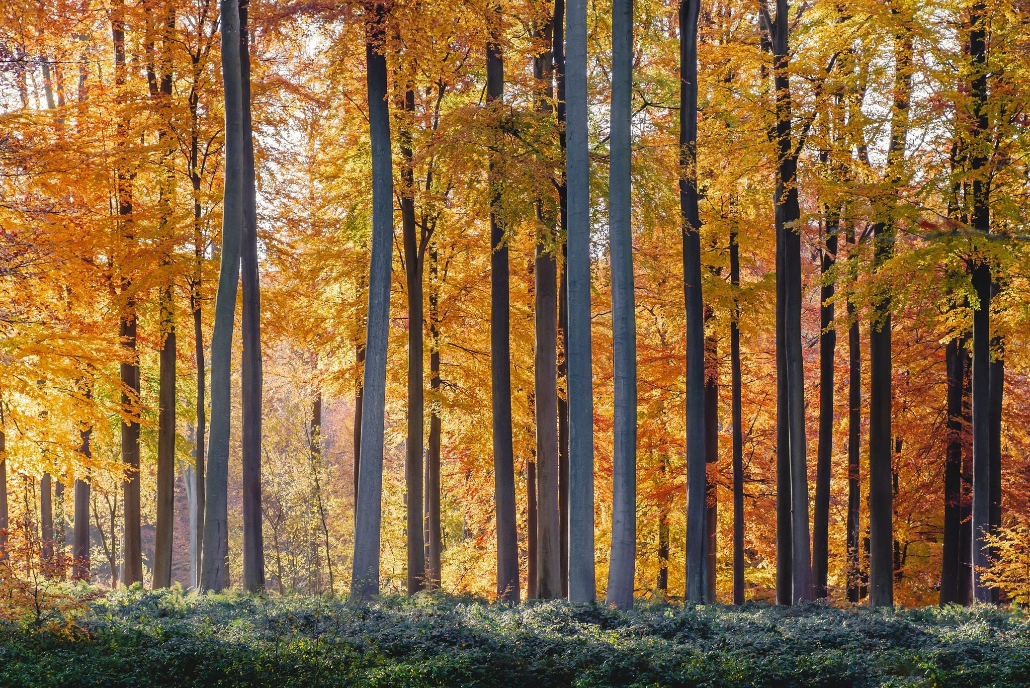 shutterstock_2055842519 (1).jpg