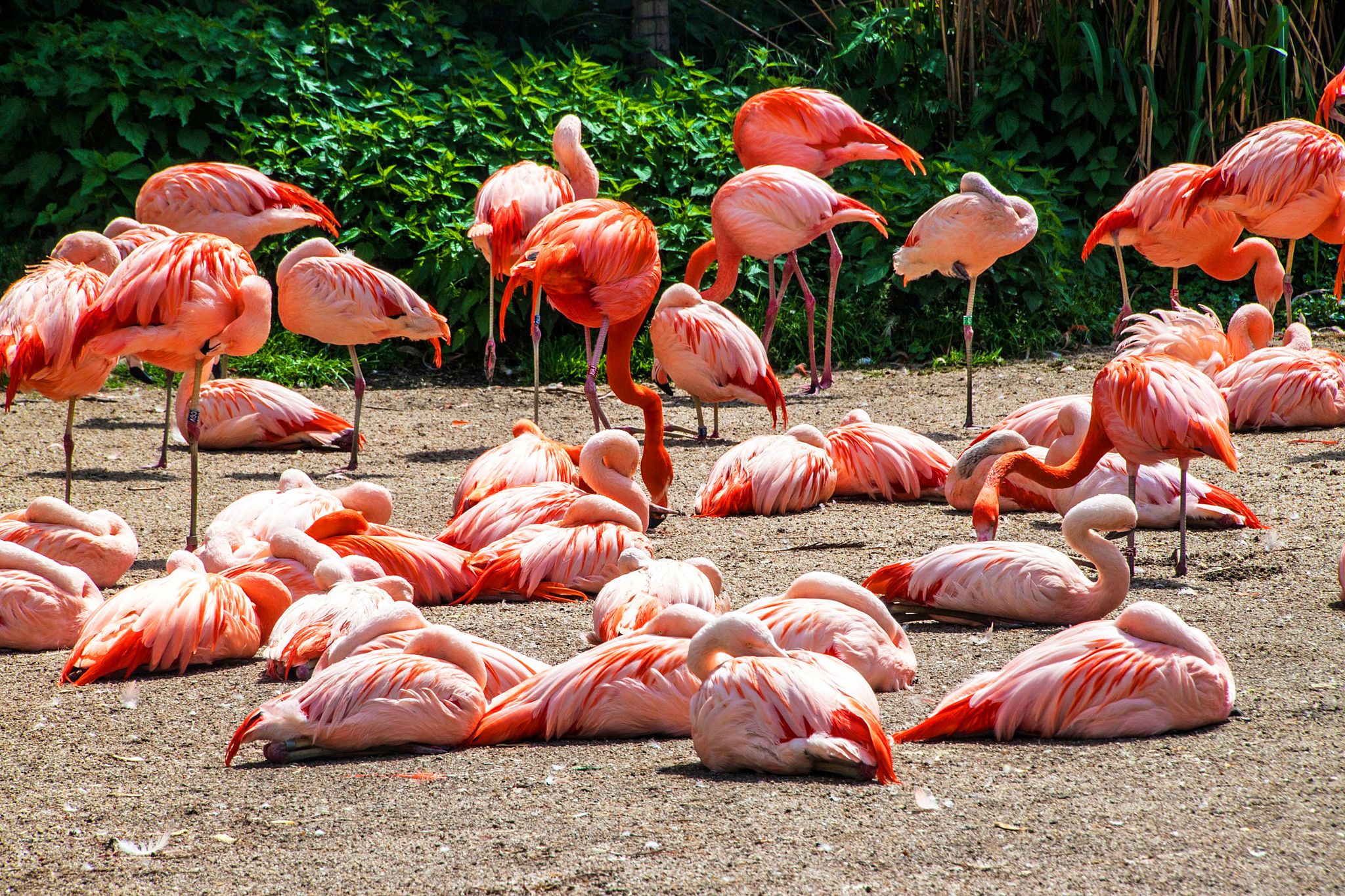 Photo of Flamingos in Prague zoo, Czech Republic