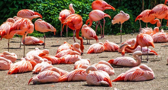 Photo of Flamingos in Prague zoo, Czech Republic